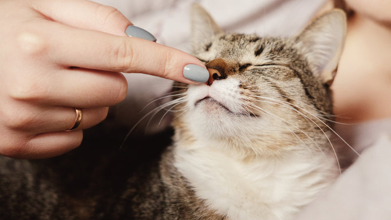 Help Your Cat During Allergy Season!