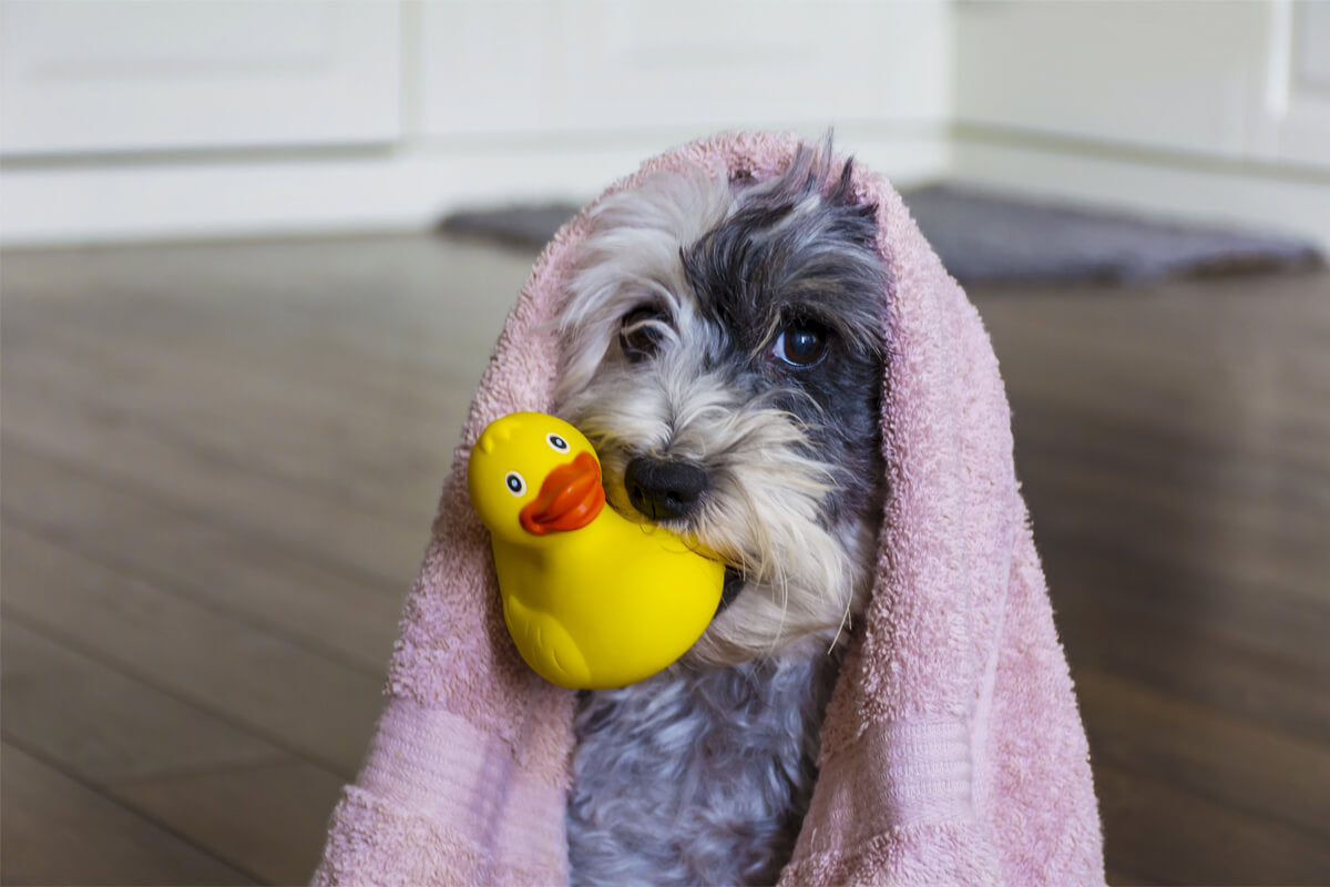 Best Dog Bathing Tips in 2023