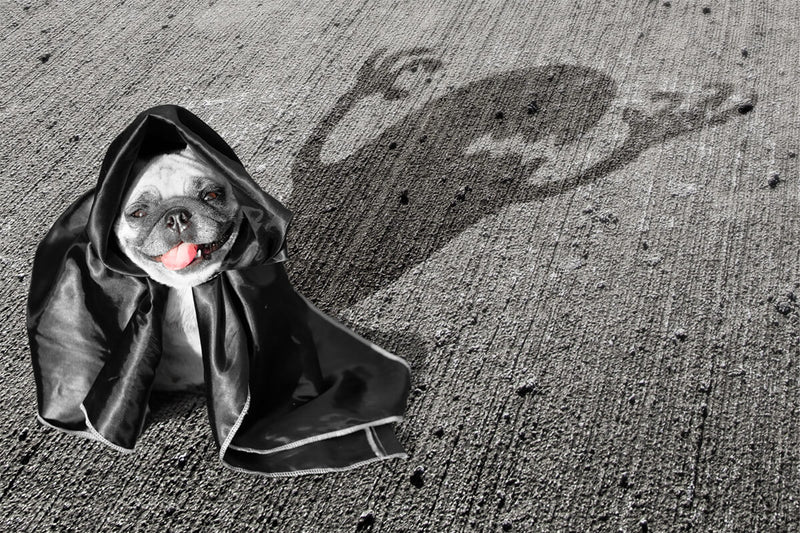 4 Halloween Scares to Help Your Pet Conquer!