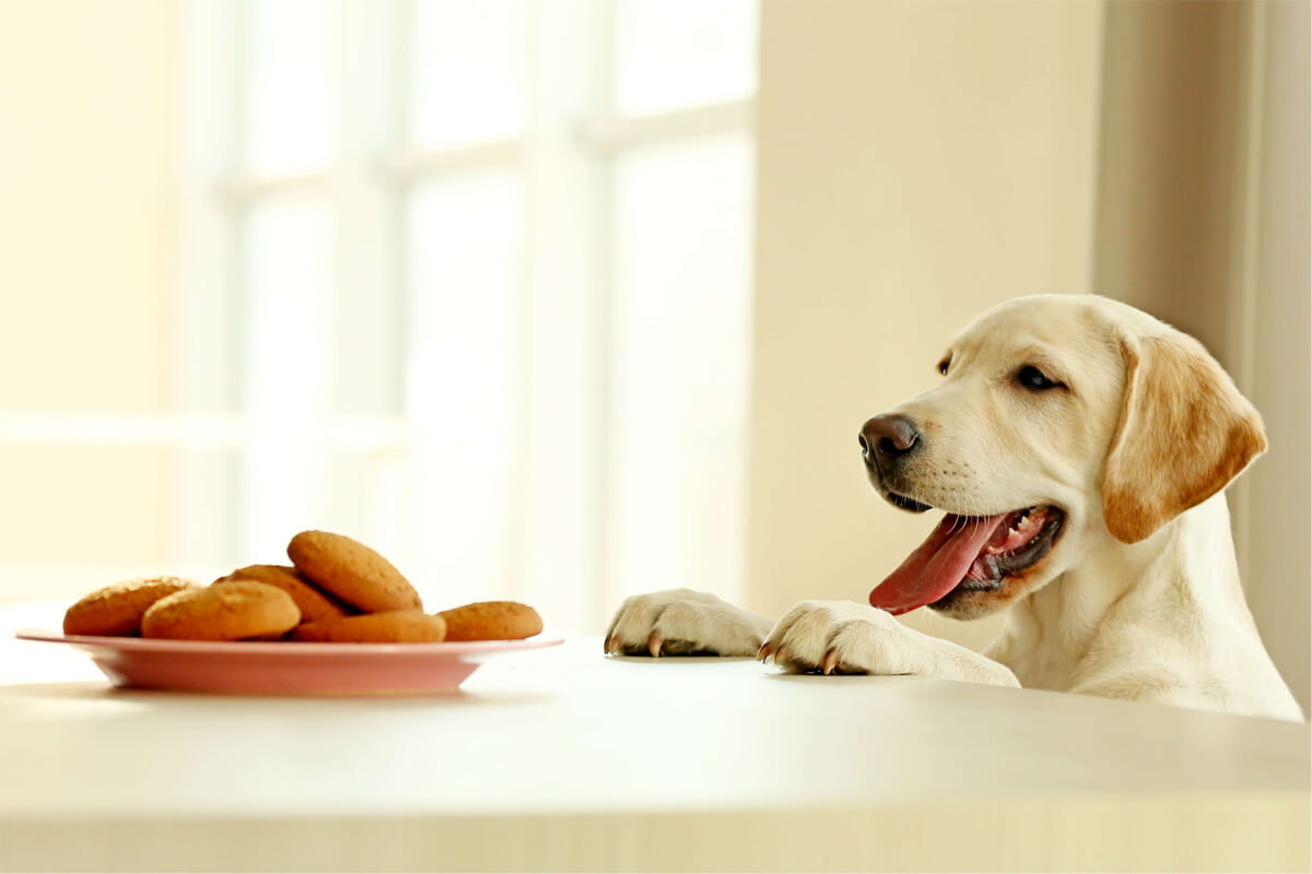 Best Thanksgiving Dog Treats in 2023