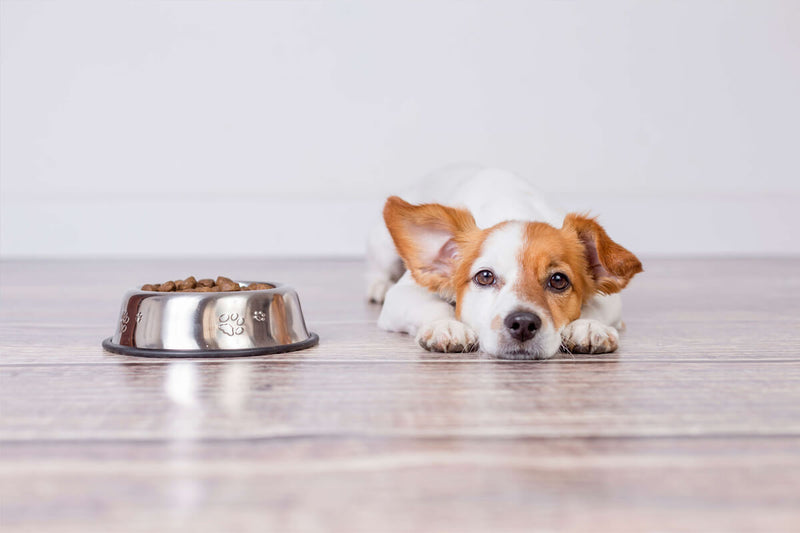 Are Dog Supplements ACTUALLY Important? Here's Why.