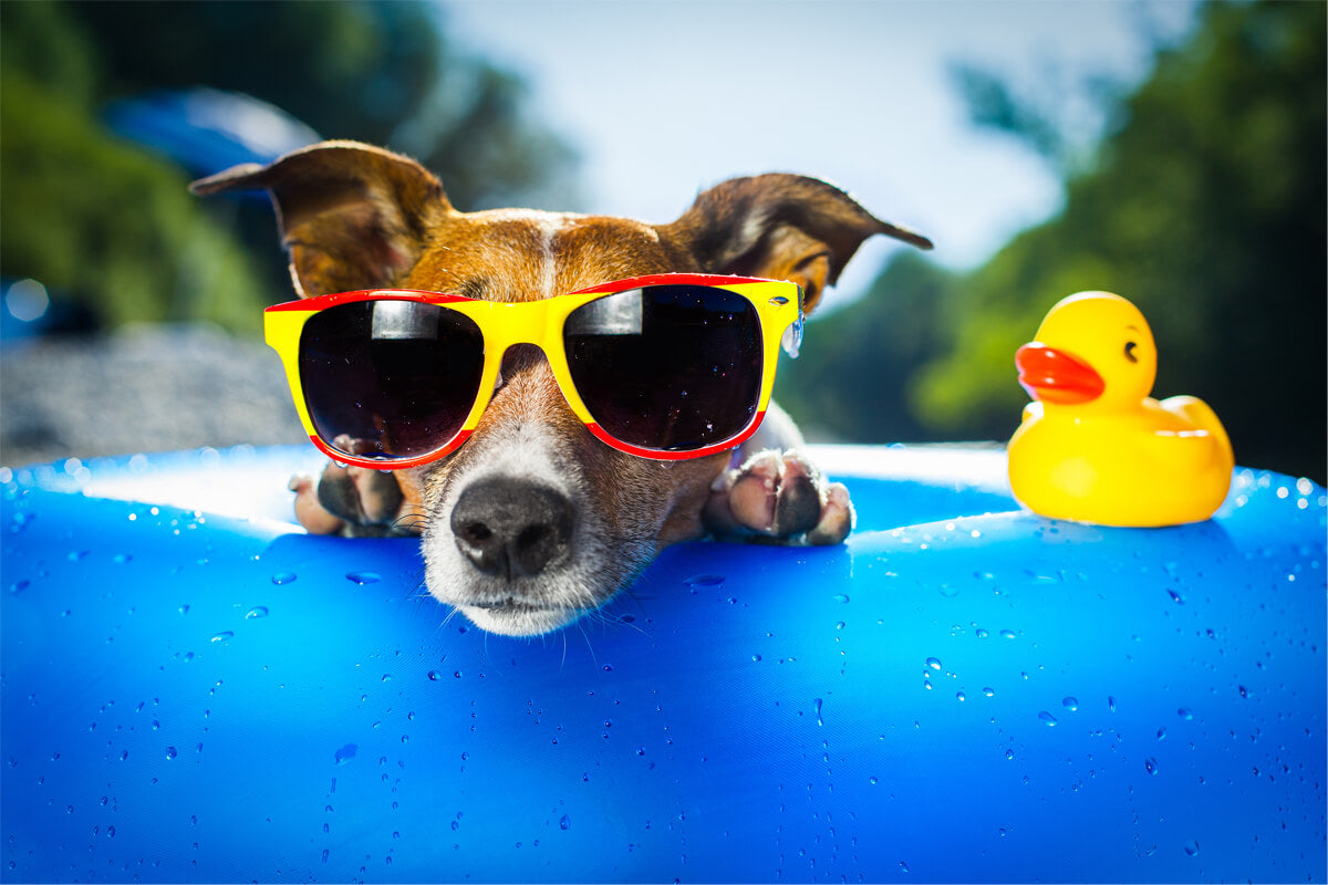 Best Healthy Summer Dog Treats