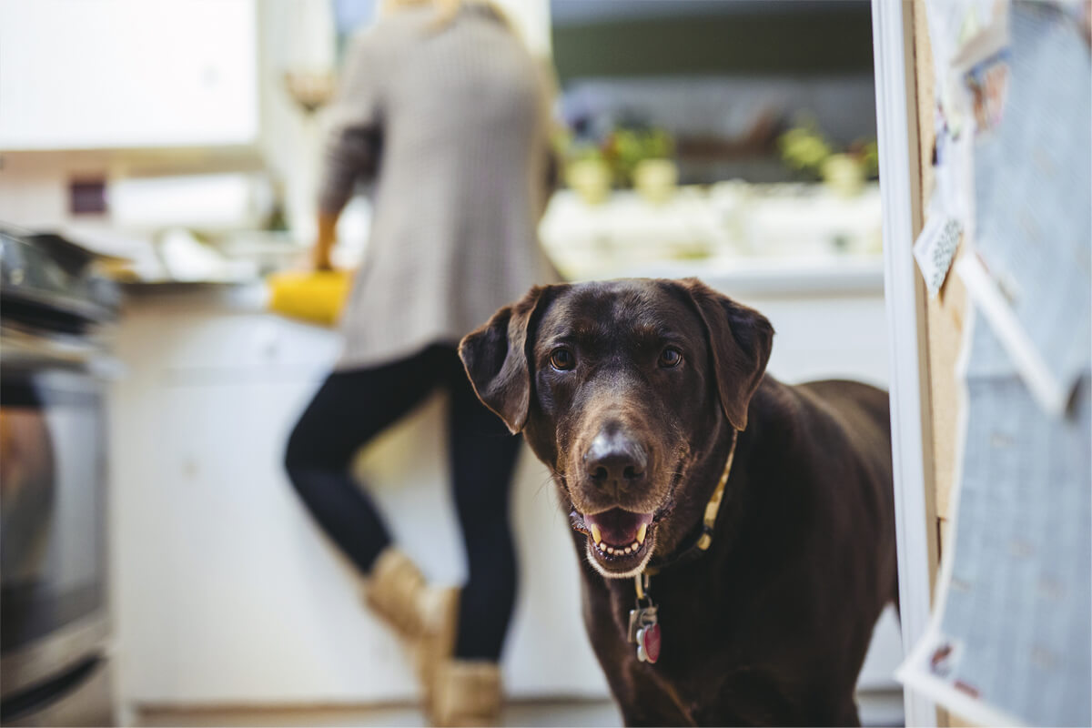 How to Keep Supplements Away From Dogs