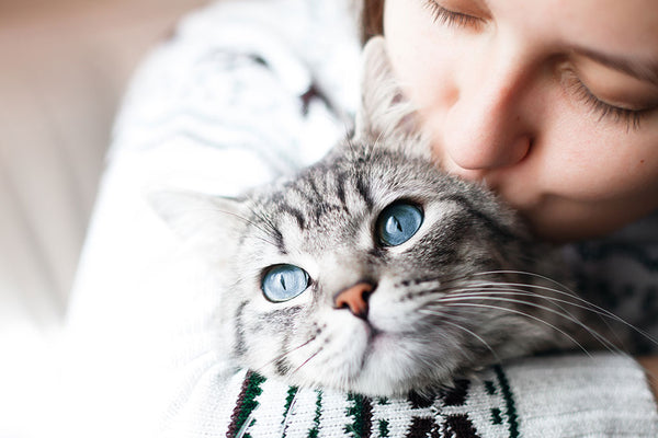 Best Vet-Approved Ways to Support Cat Diets