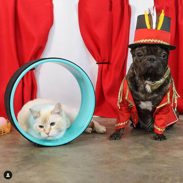 First Annual Zesty Paws® Howl-O-Ween Costume Winners