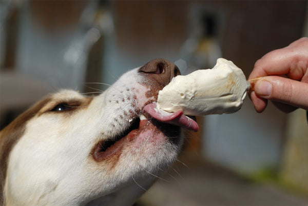 Best Dog Treat Recipe - Ice Cream