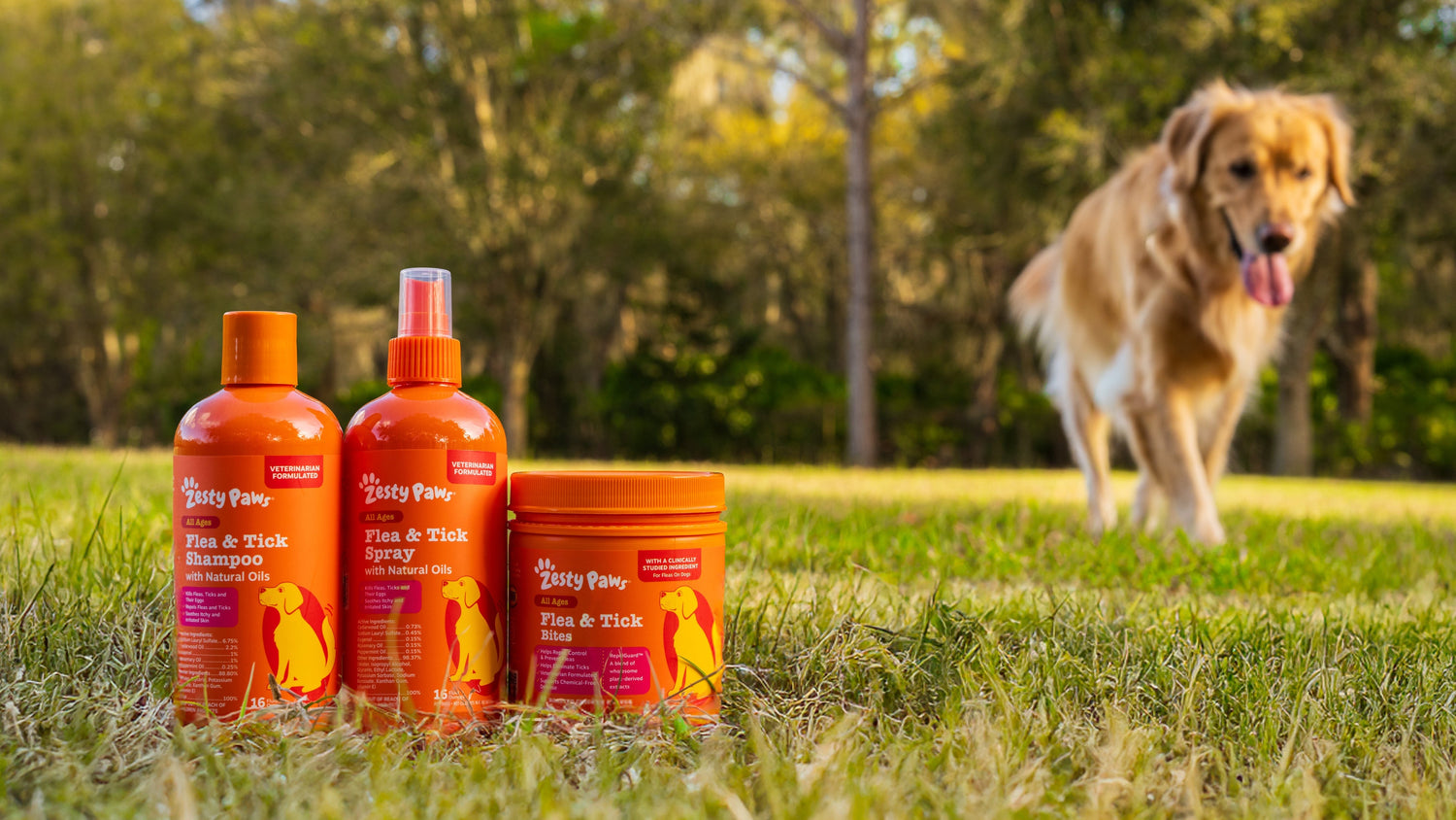 Dog Days of Summer: What to Pack for Your Pup