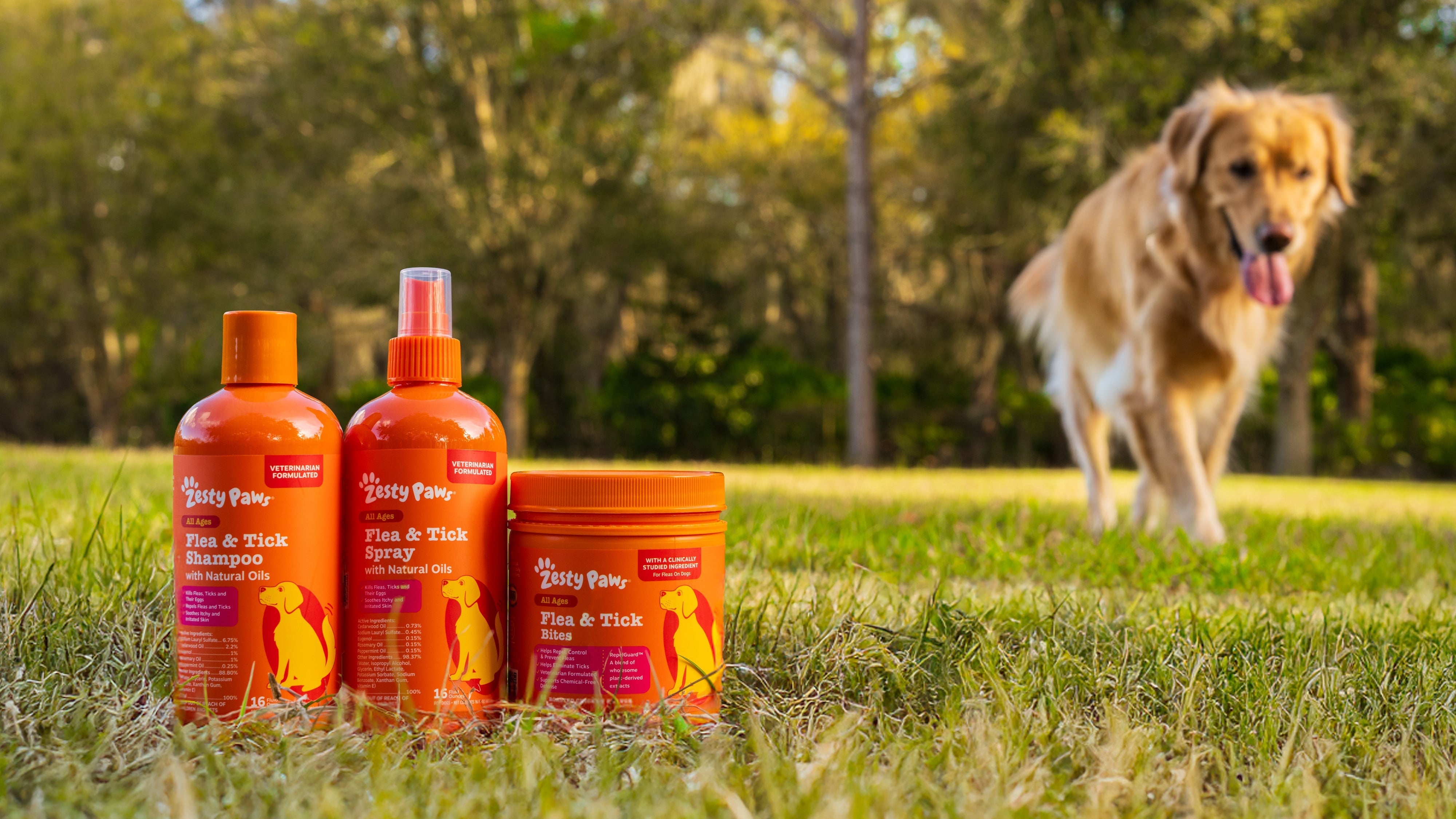 Dog Days of Summer: What to Pack for Your Pup