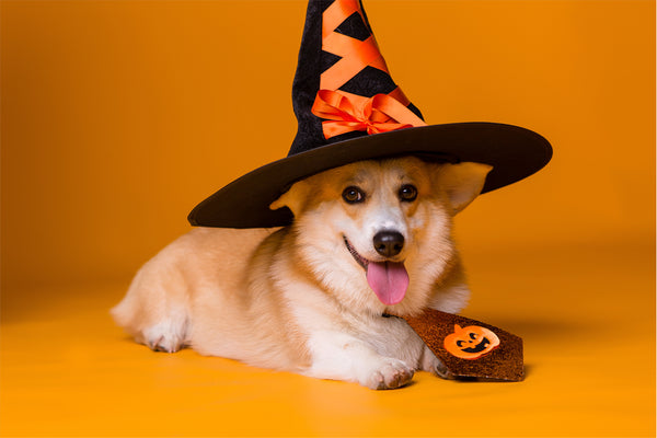 Best Halloween Costume Tips for Dogs in 2023