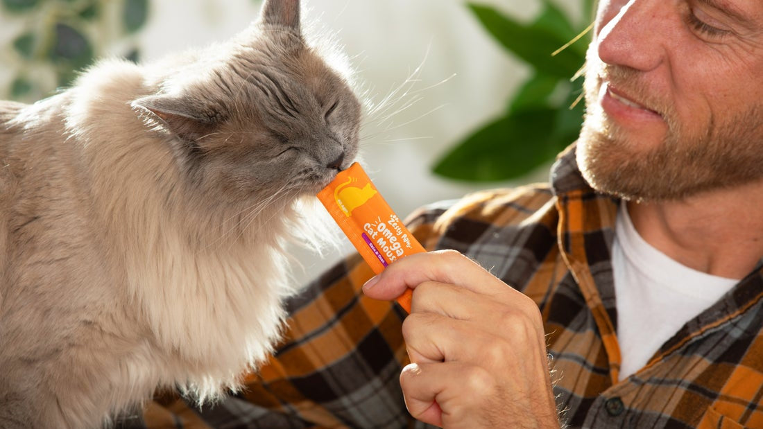 Do Cats Need Multivitamins? How They Fit Into a Daily Routine