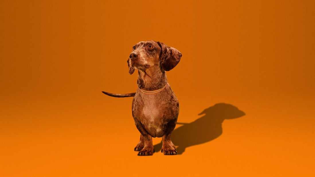 Fall Stress in Dogs: Helping Your Dog Adjust