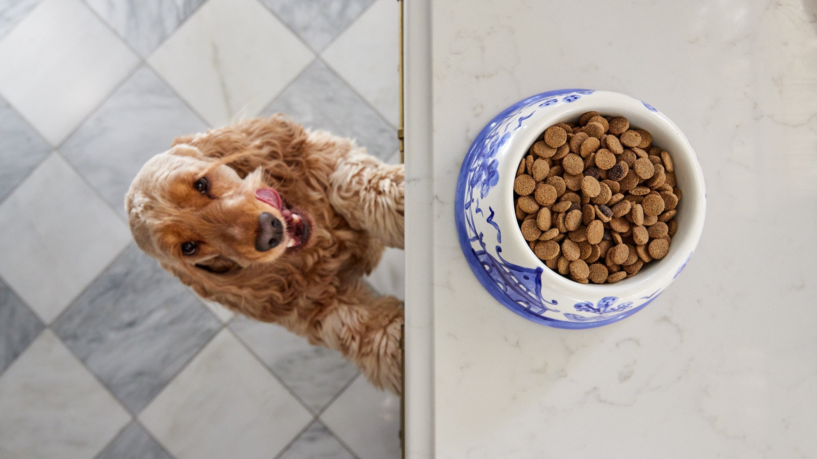 What Thanksgiving Foods Can Dogs Eat?
