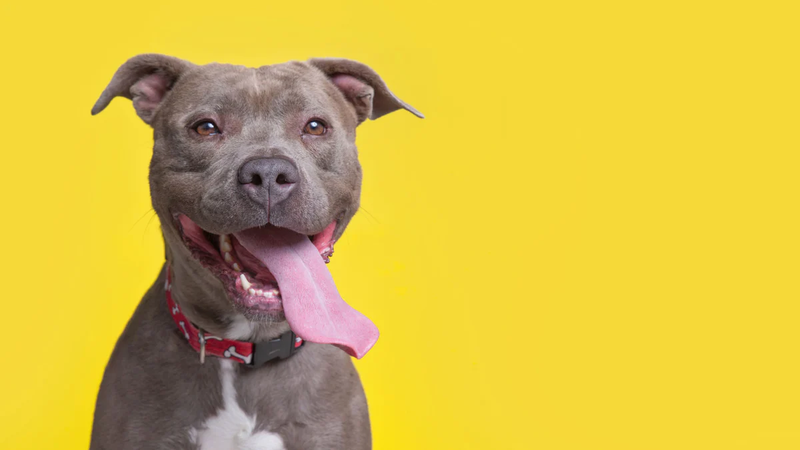 Scary online dog breeds