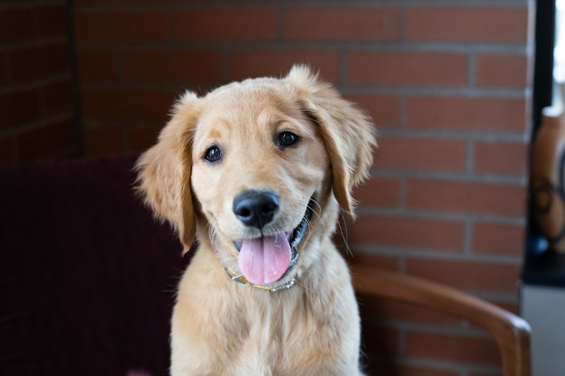 Coconut Oil for Dogs: What Pet Parents Should Know