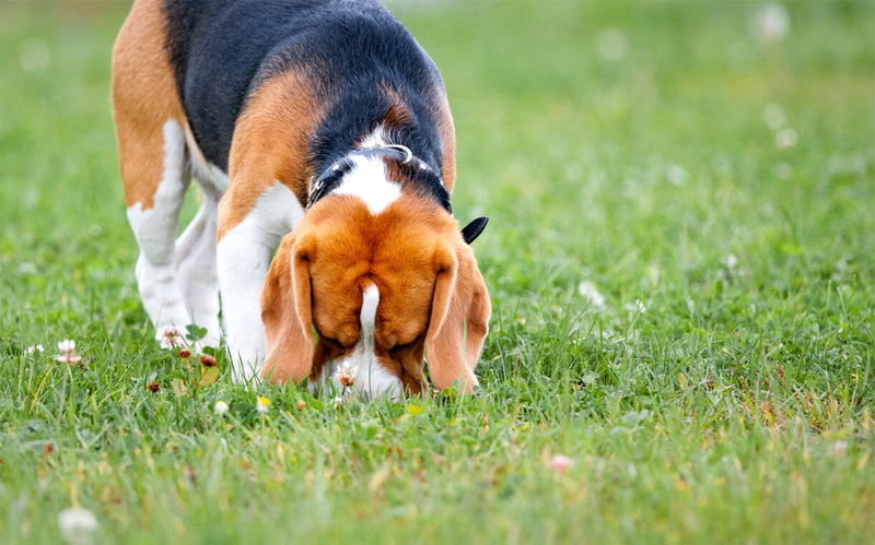3 Best Tips for Dogs That Eat Poop