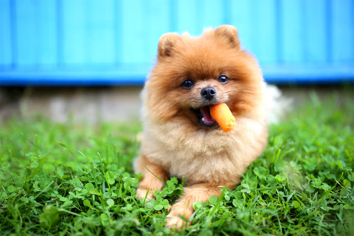 Best Dog Treat Recipe - Carrot Cake