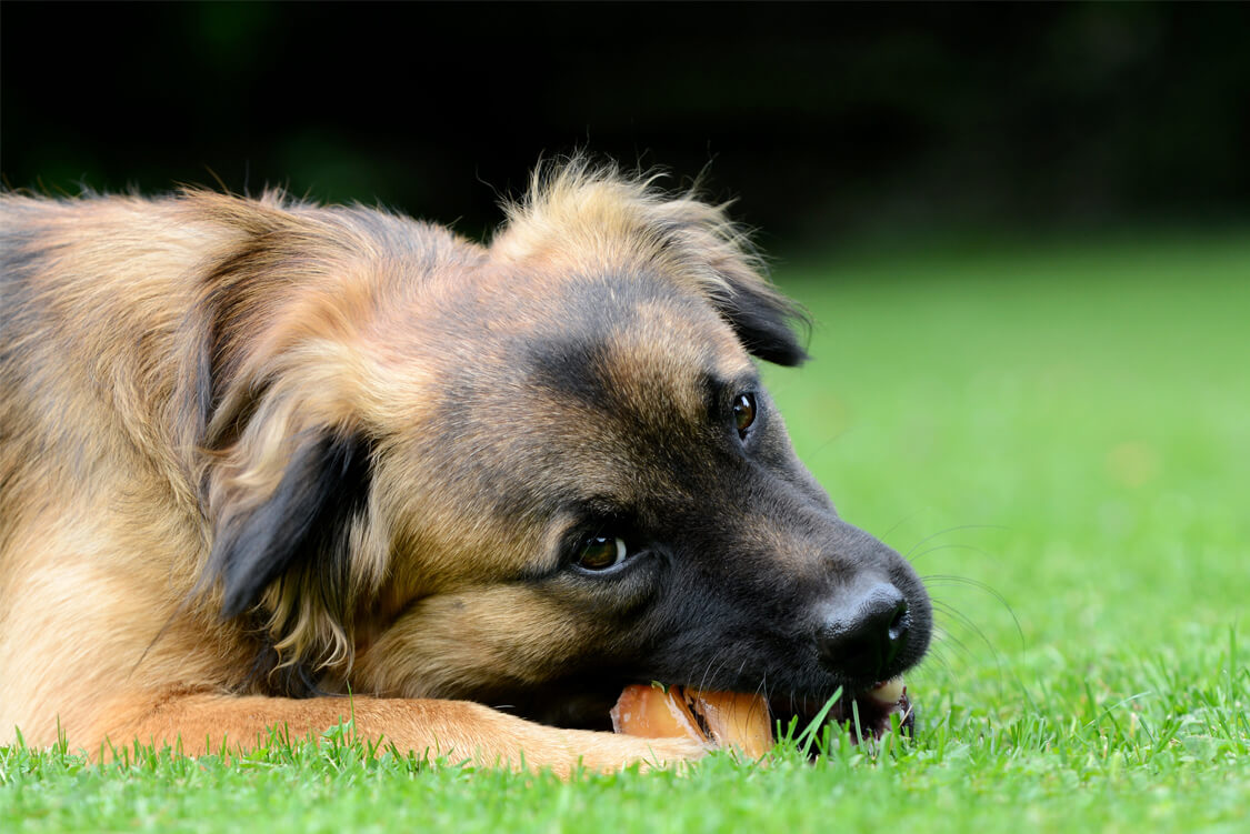 Best Dog Treat Recipe - Sweet Potato