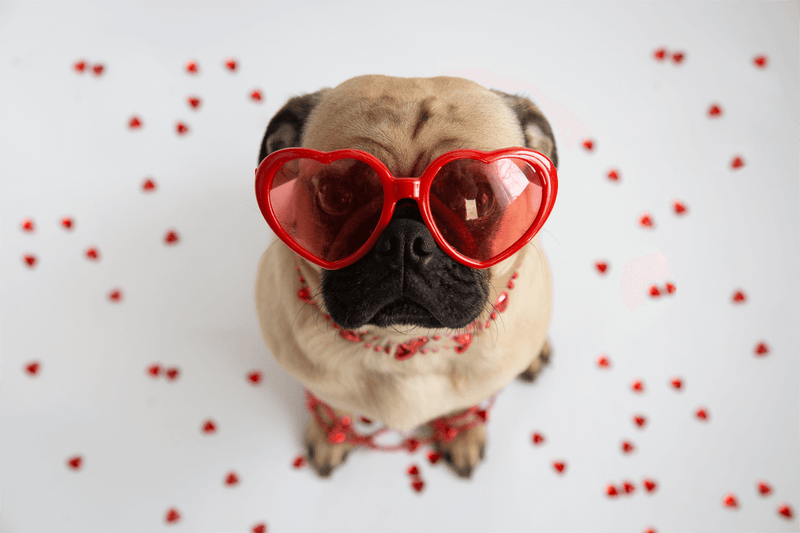 Best Ways to Celebrate Valentine’s Day with Your Dog in 2023