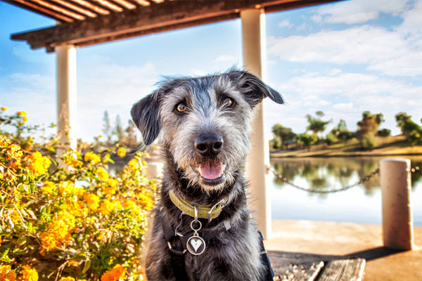 Is Bone Broth REALLY Healthy for Dogs?