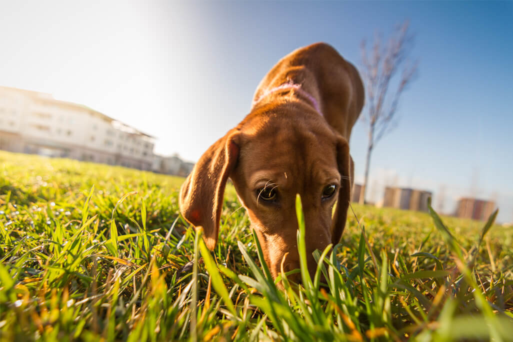 3 Things You Never Knew About Doggy Doo Doo