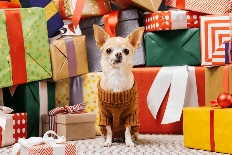 Christmas Presents for Dogs