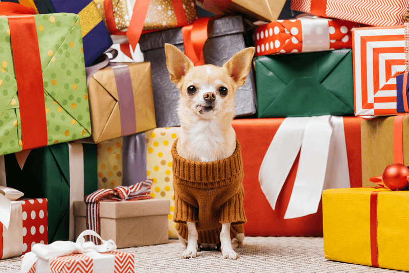 Holiday Gifts Ideas for Dogs in 2023