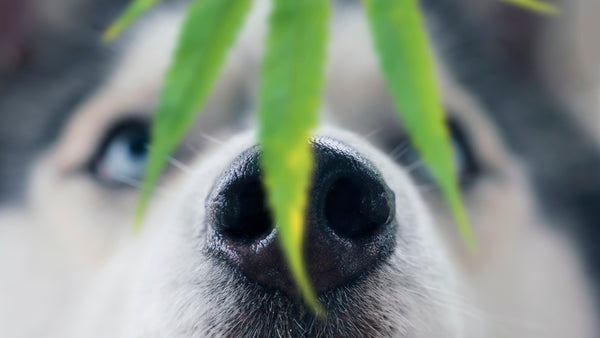 The Truth About Hemp for Dogs