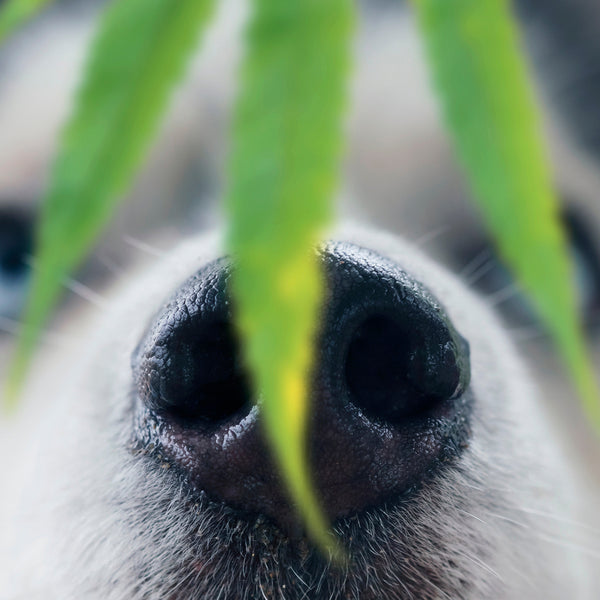 can cbd oil help cataracts in dogs