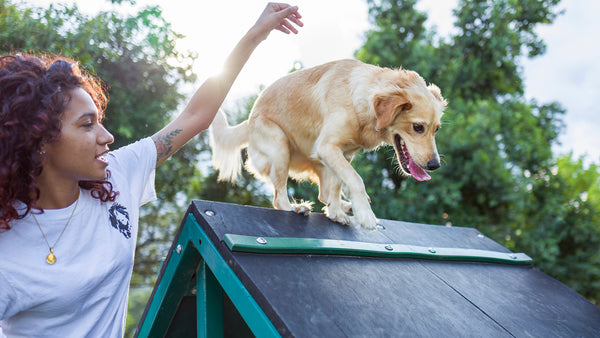 How to Help Your Dog Behave Better at the Park