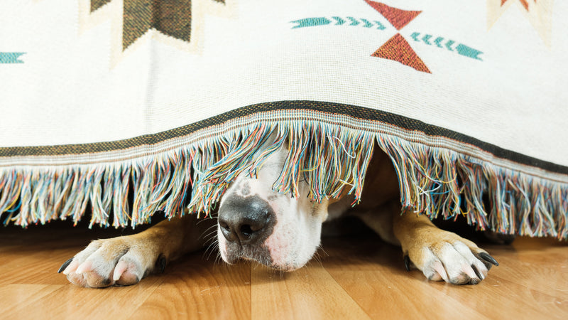 5 Best Tips to Calm Your Stressed Dog