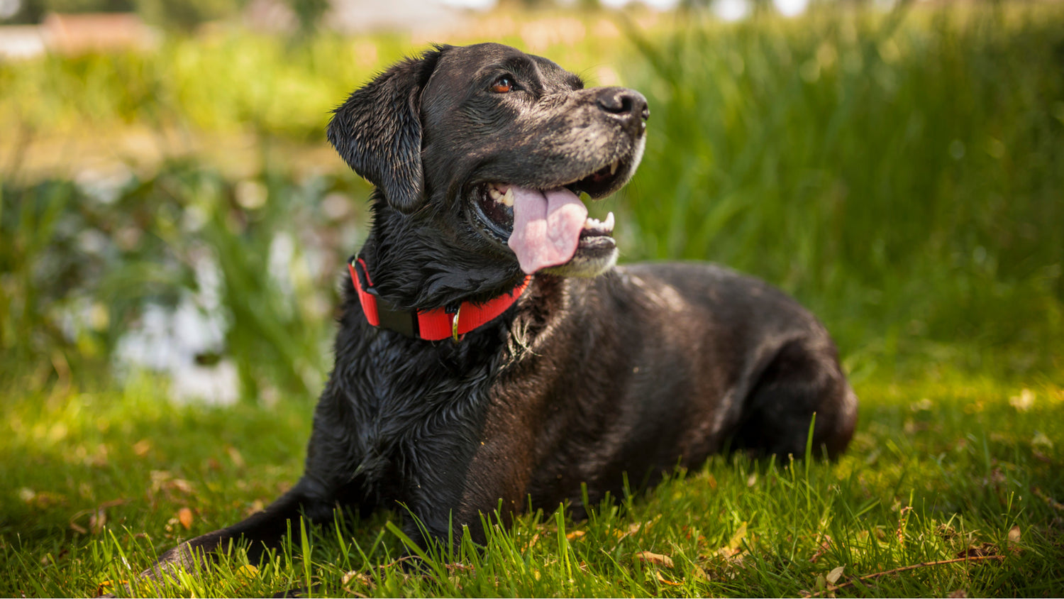 How to Help Senior Dogs Stay Active