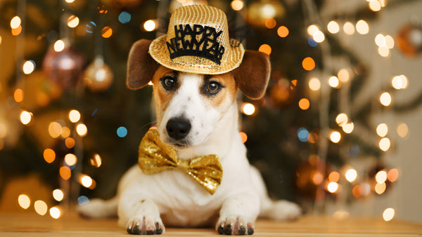 5 Best Ways to Support Your Dog for New Years 2023