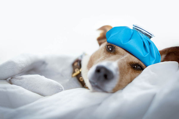 Is Your Pet Prepared for Emergencies?