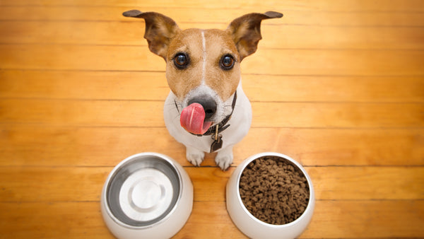 12 Best Human Foods Dogs CAN Eat