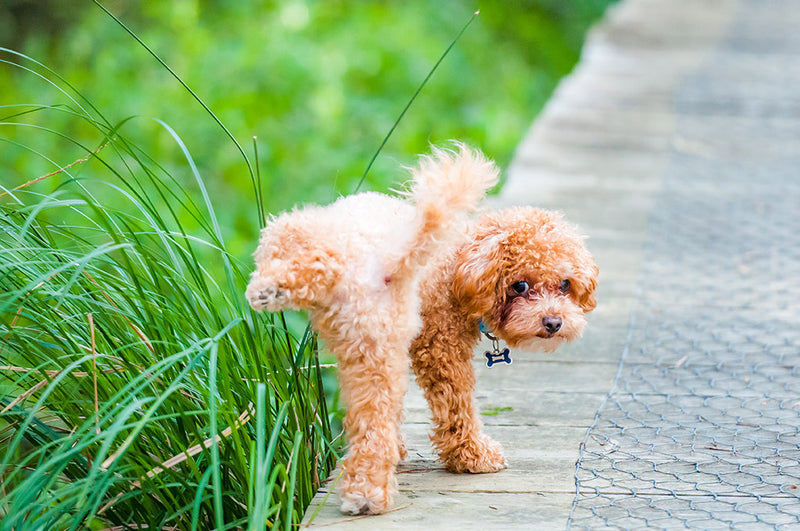 How to Protect Grass from Dog Urine