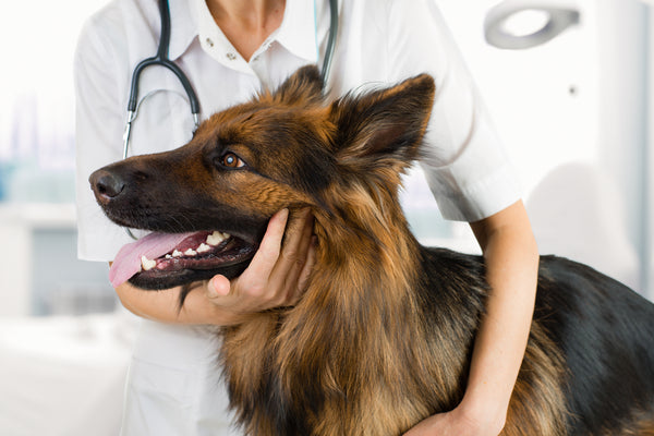 What Are the Best Probiotics for Dogs?