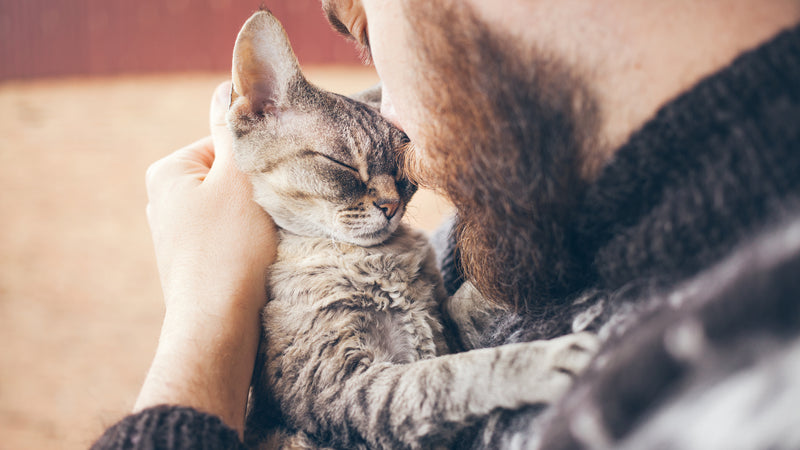 5 Best Ways to Calm Your Cat