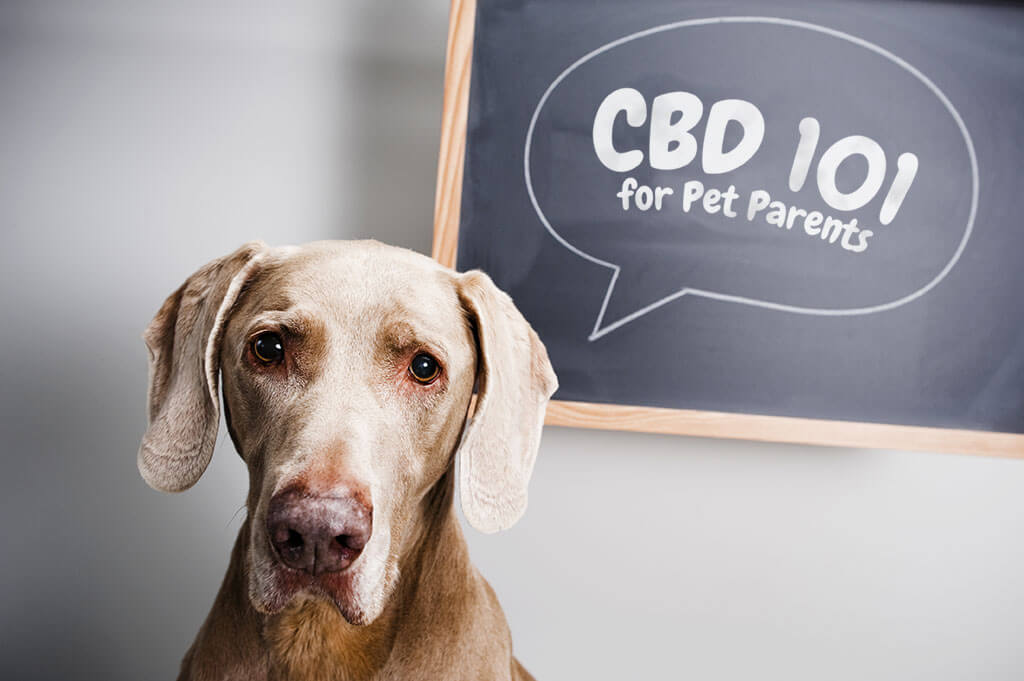 what is cbd