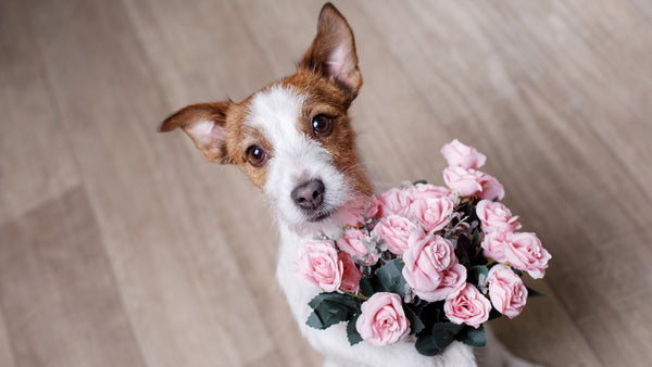 Best Valentine’s Day Dog Ideas in 2023