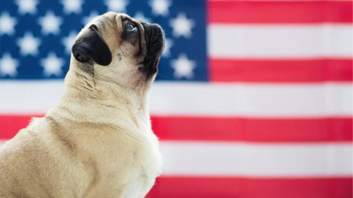 Best 2023 4th of July Pet Tips