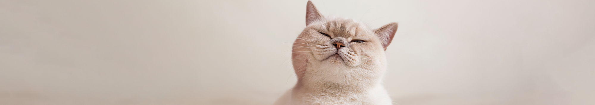 Shop Calming Supplements For Cats