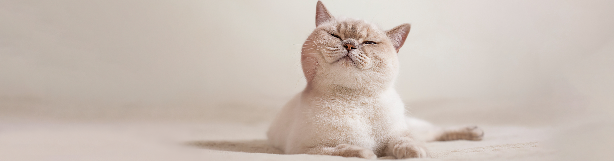 Shop Calming Supplements For Cats