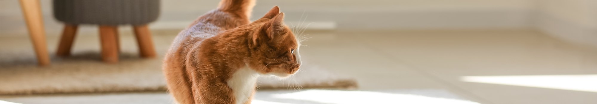 Shop Functional Cat Supplements & Vitamins