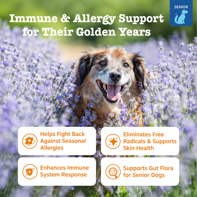 Senior Advanced Allergy & Immune Bites™ for Senior & Adult Dogs | Zesty ...