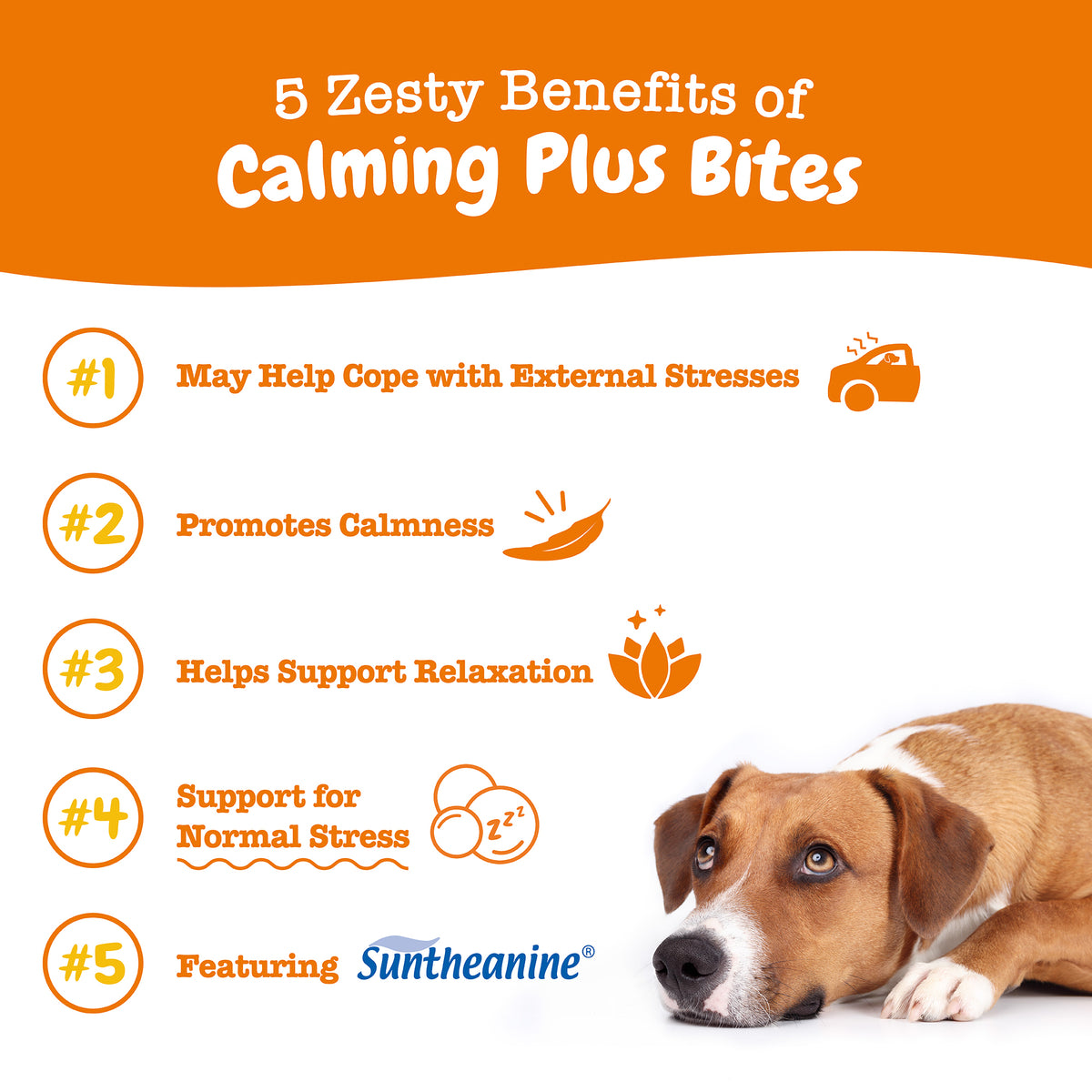 Calming Plus Bites