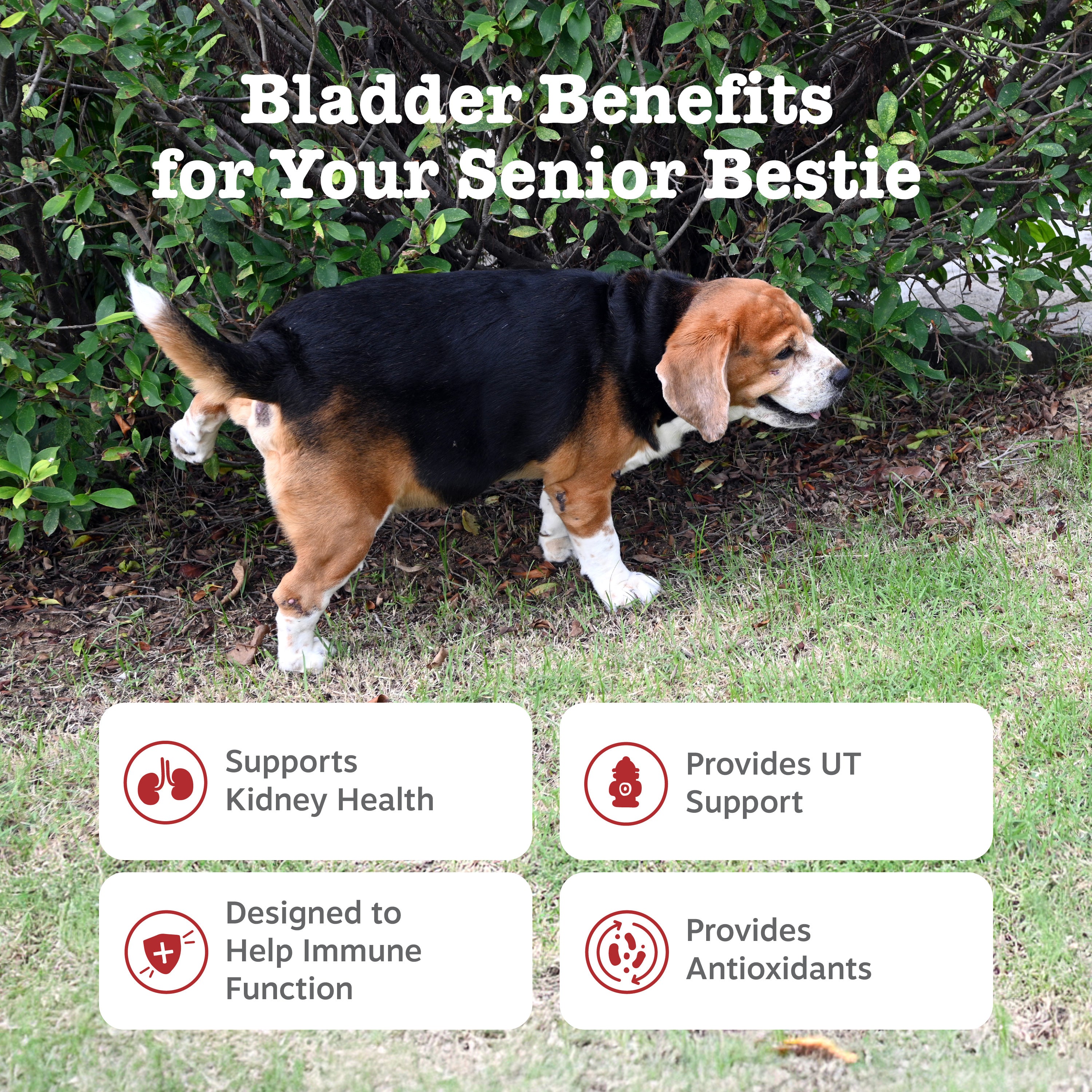 Senior Advanced Urinary Tract Bites for Dogs