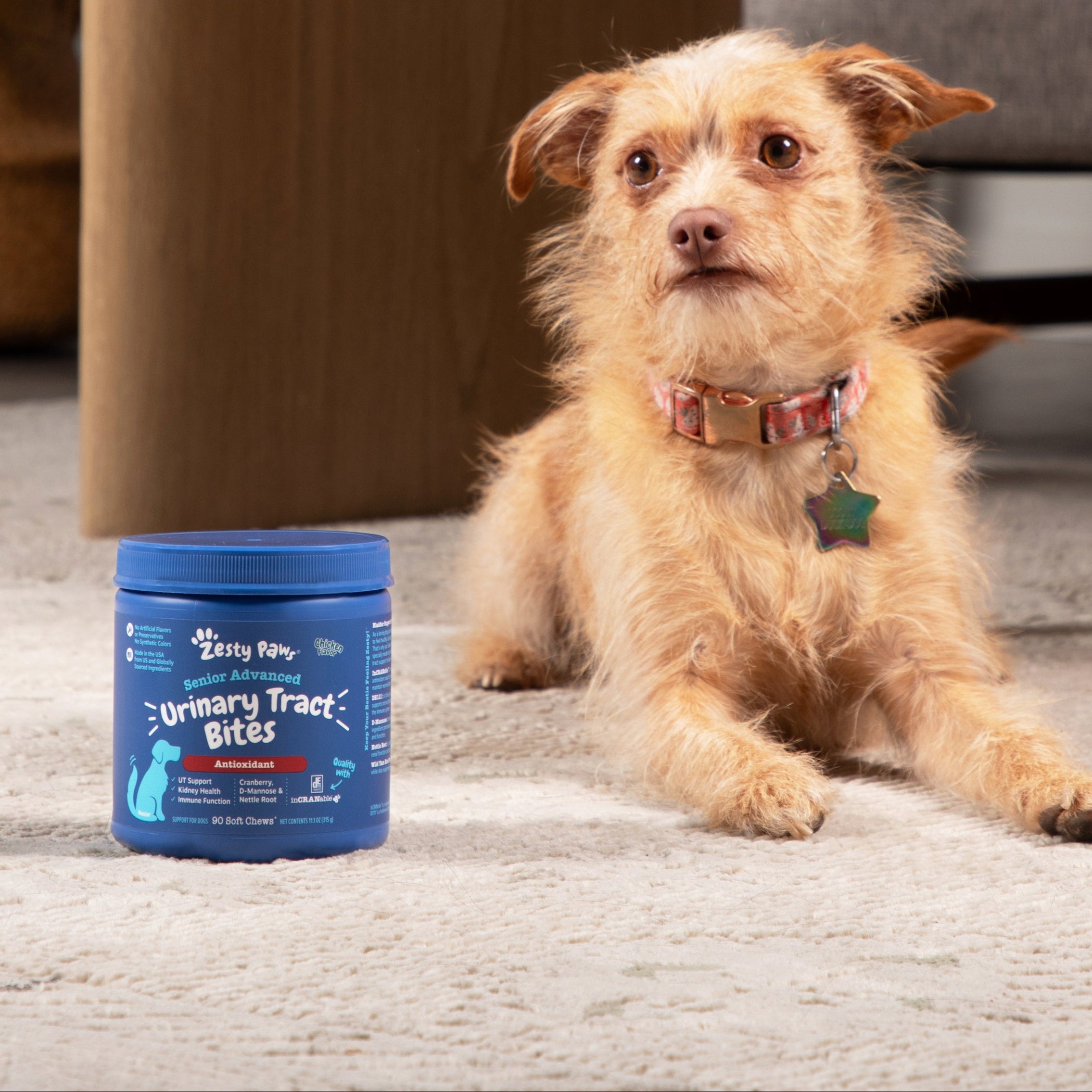 Zesty Paws | Premium Quality Cat and Dog Supplements