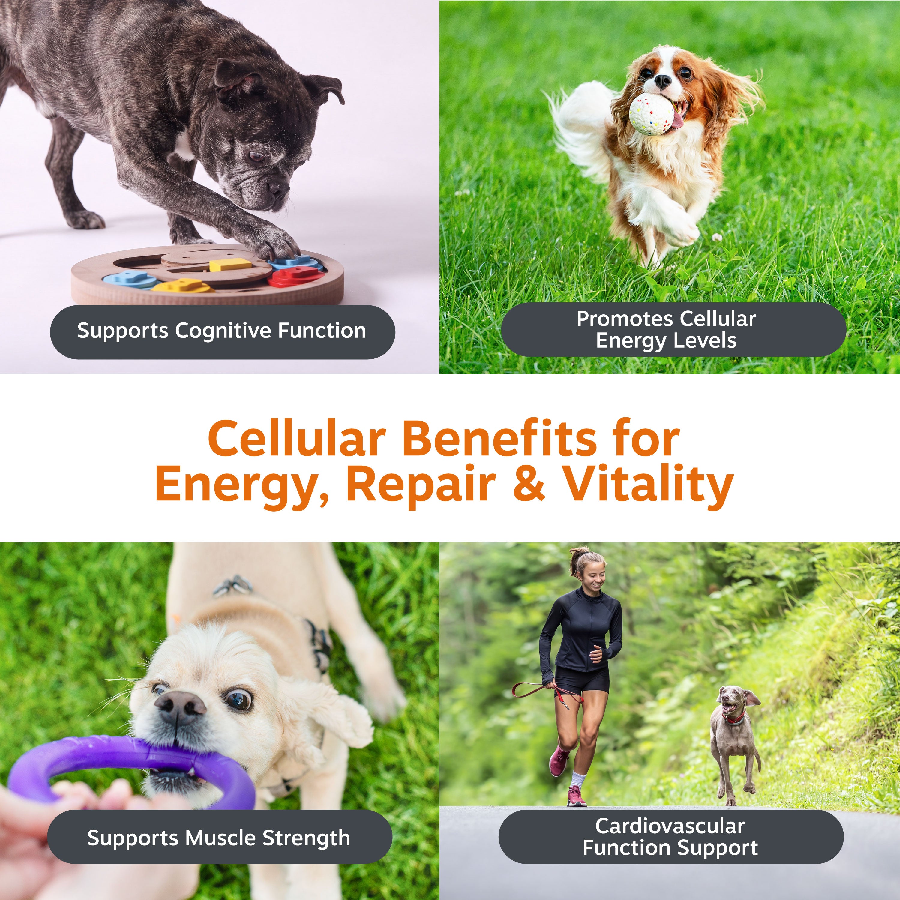 Healthy Aging NAD+ Precursor Powder for Dogs