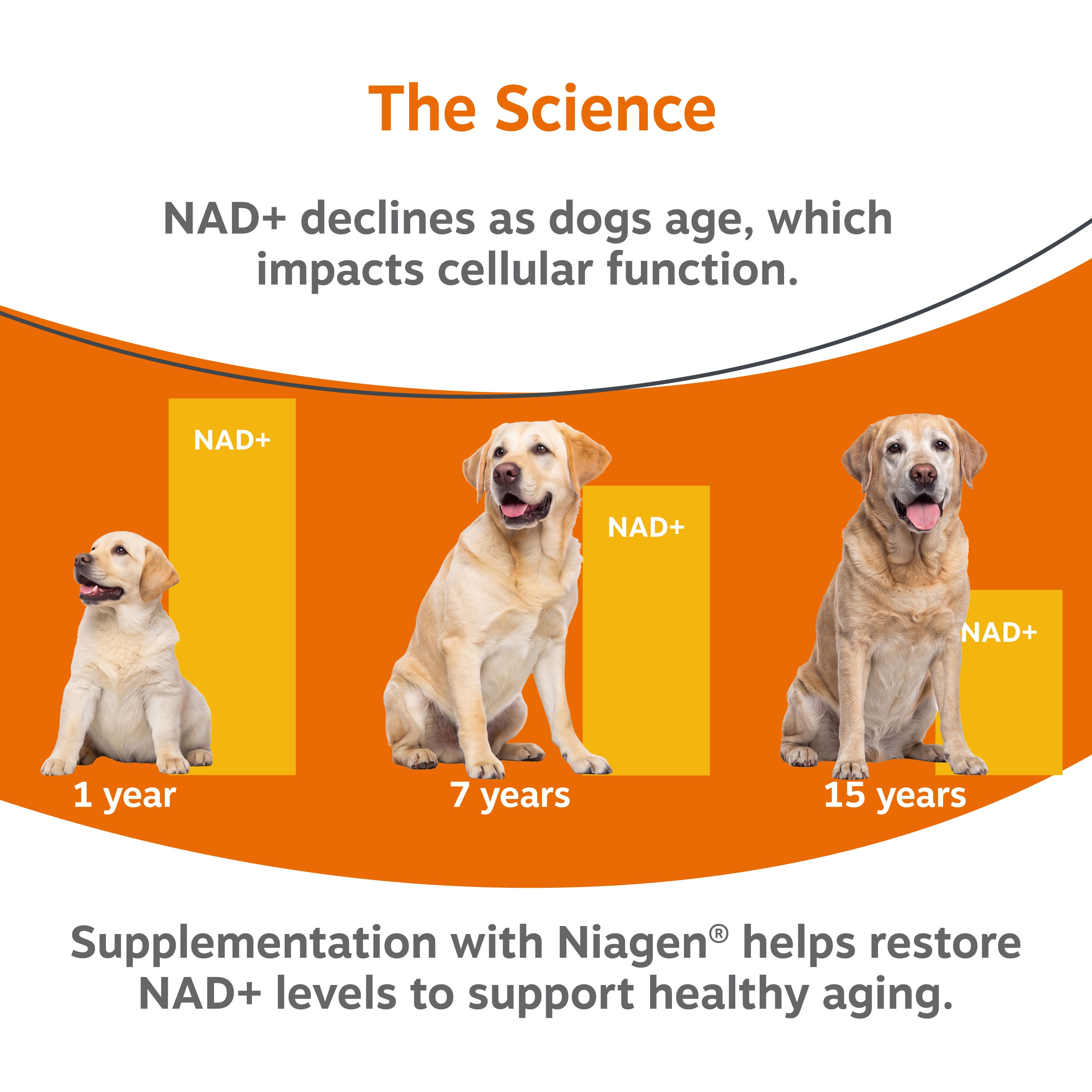 Healthy Aging NAD+ Precursor Powder for Dogs