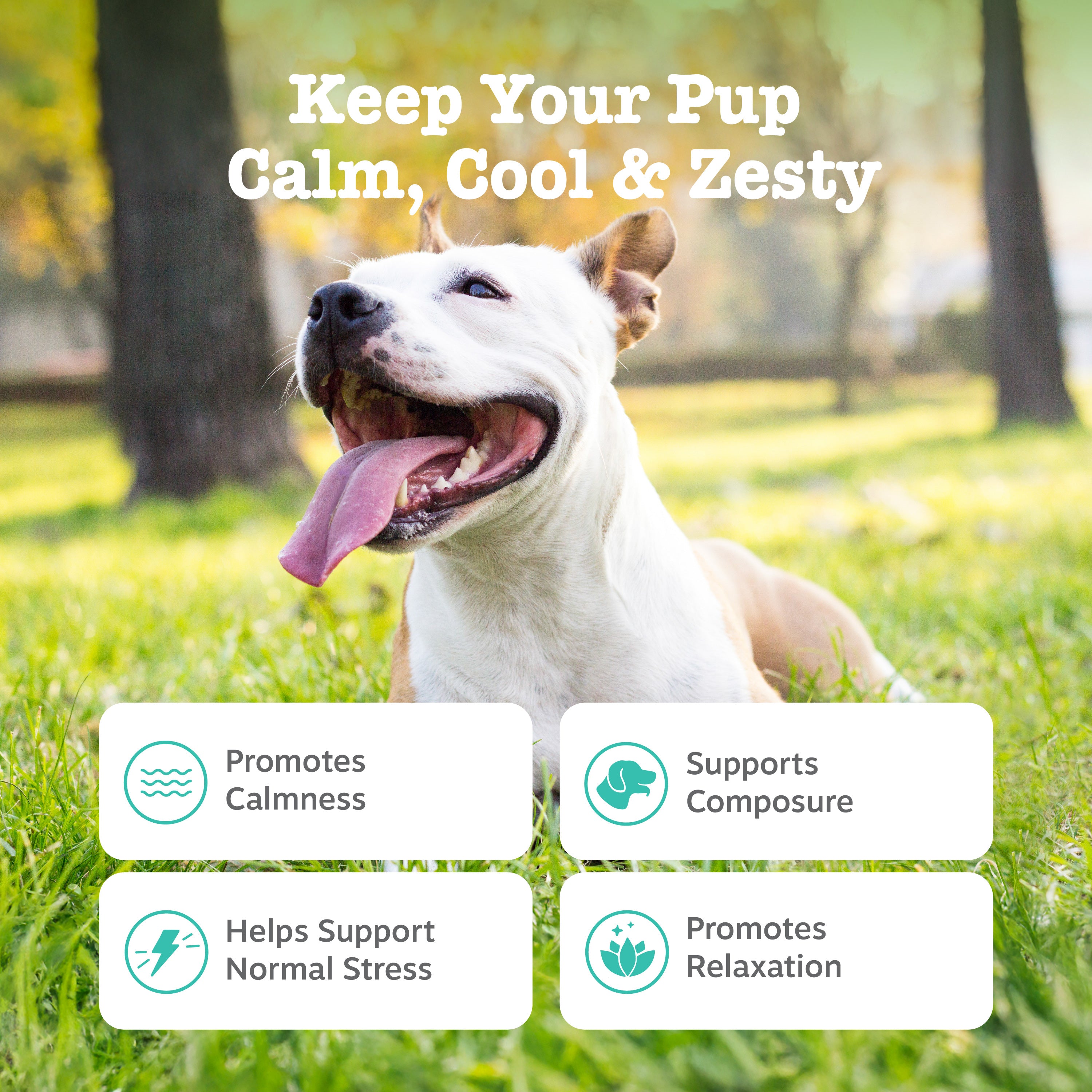 Calming Bites for Dogs